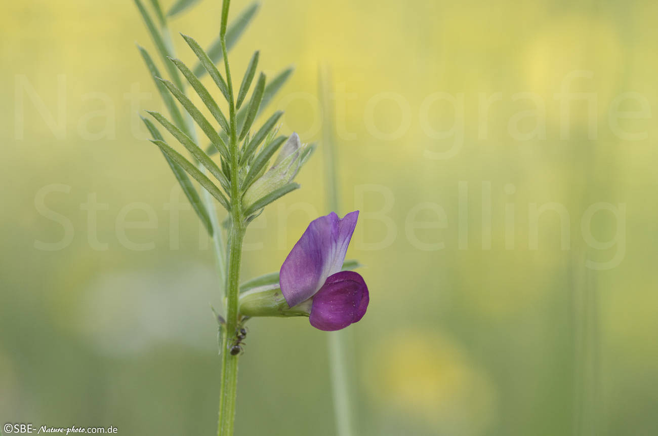 _IGP6649